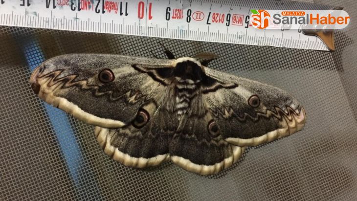 15 santimlik dev kelebek şaşkınlığa neden oldu