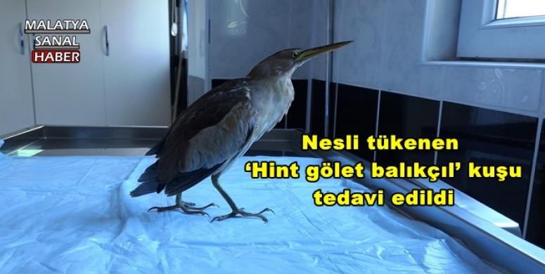 Nesli tükenen ‘Hint gölet balıkçıl’ kuşu tedavi edildi