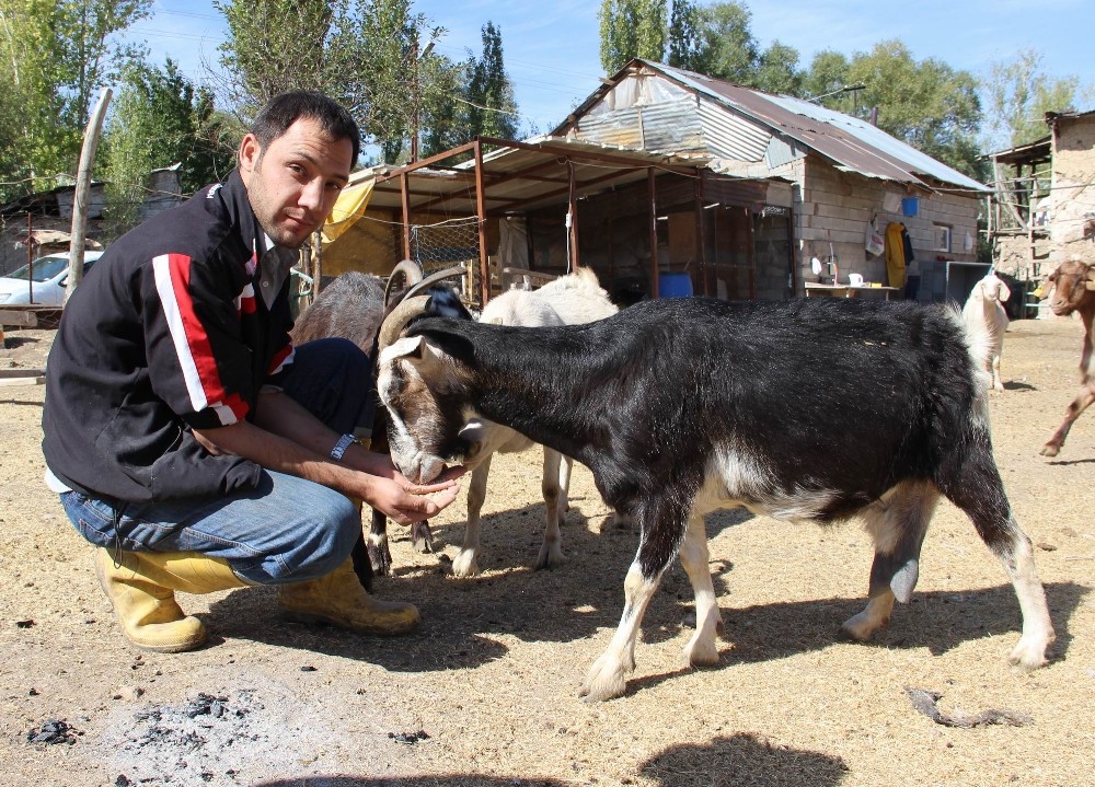 Kabızlık sorunu çeken çocuğu için keçi beslemeye başladı
