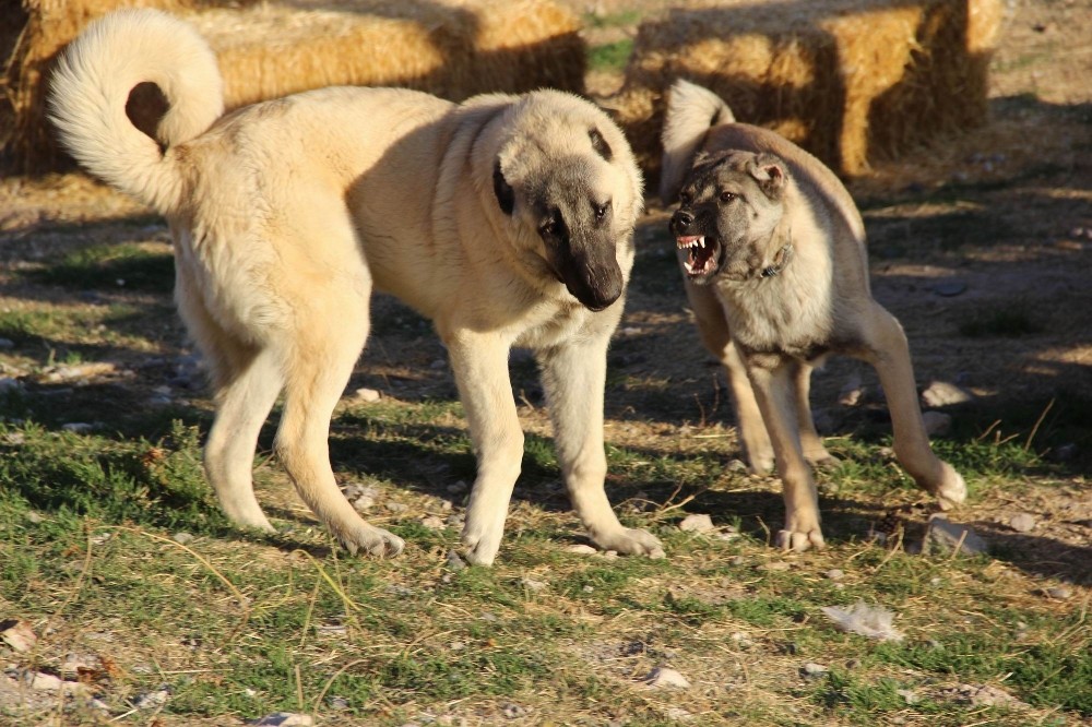 Kangal köpekleri, Cumhurbaşkanlığı külliyesinin korunmasına talip
