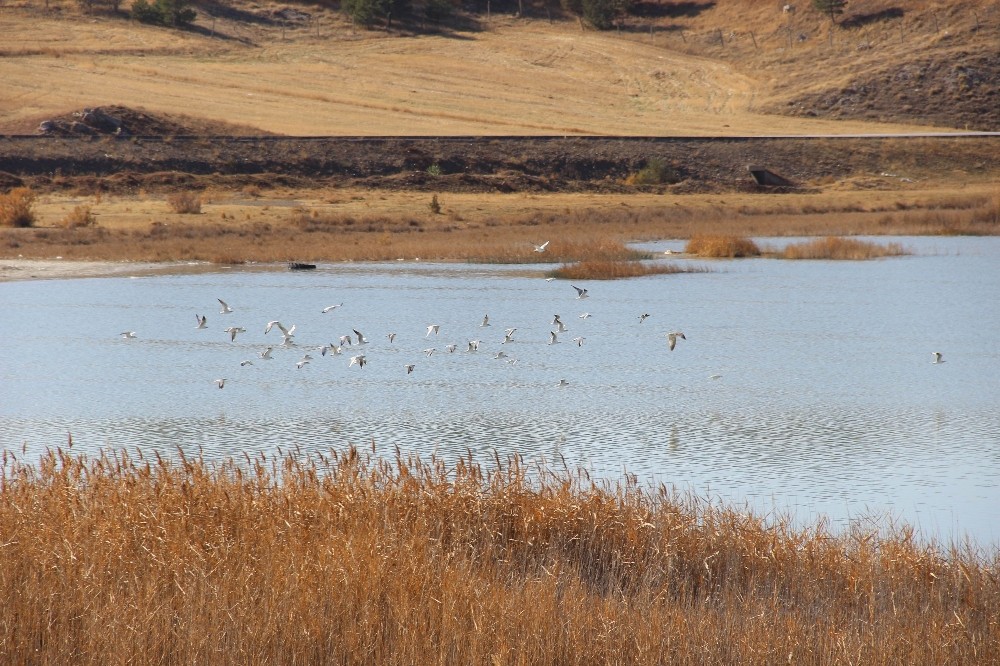 Sivas’ın kuş cenneti Tödürge Gölü’nde sonbahar
