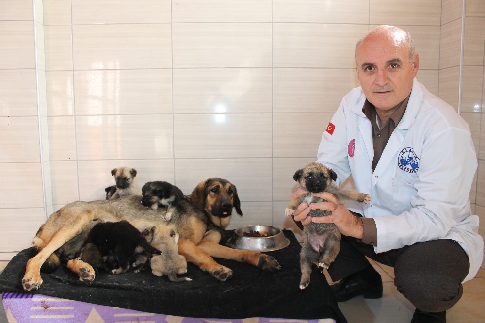 Köylü ağlayarak yardım istedi, 21 yavru köpek kurtarıldı
