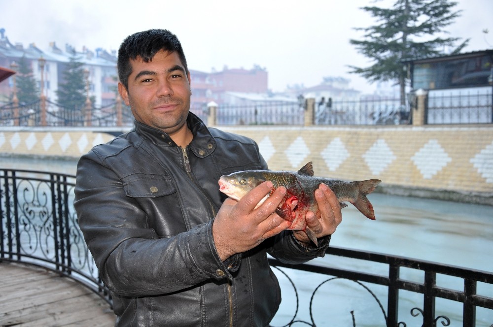 Ceyhan Nehri’nde toplu balık ölümleri yaşandı
