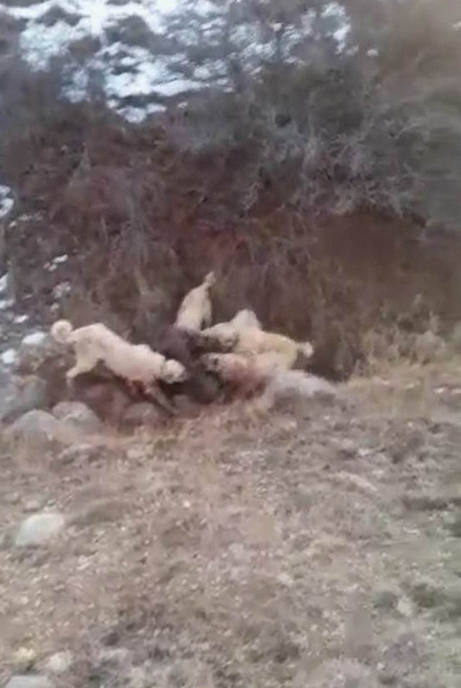 Sürüye saldıran dev yaban domuzunu Kangal köpekleri boğdu
