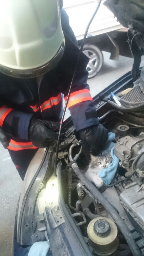 Malatya’da Otomobilin motor kısmına sıkışan kediyi itfaiye kurtardı