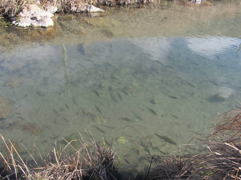 Sivas’ta balıklı kaplıca kaynağı boşa akıyor
