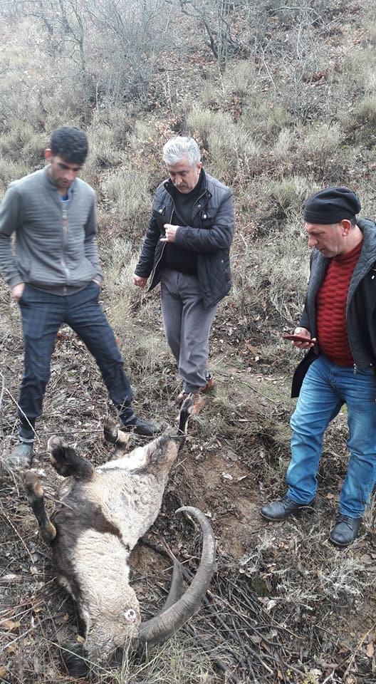 Elazığ’da koruma altındaki 2 dağ keçisi kaçak avcıların kurbanı oldu
