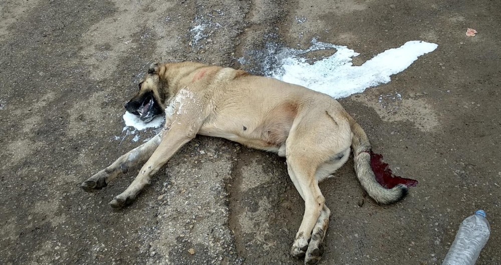 Çok sayıda köpek zehirlenerek öldürüldü
