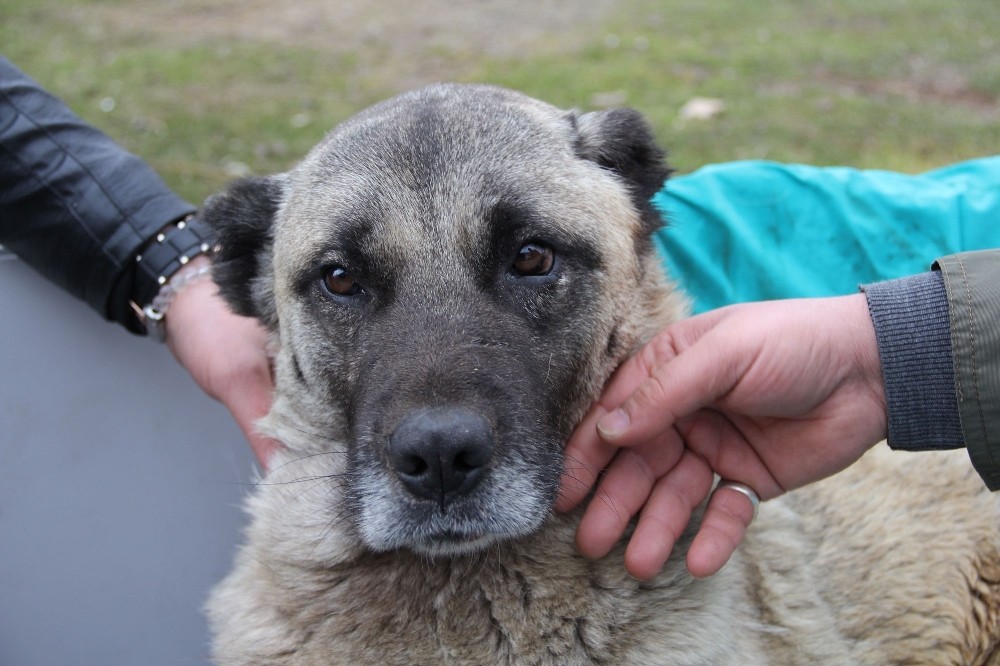 Sivas’ta tedavi için uçakla İstanbul’a taşınan yaralı köpek kurtarılamadı
