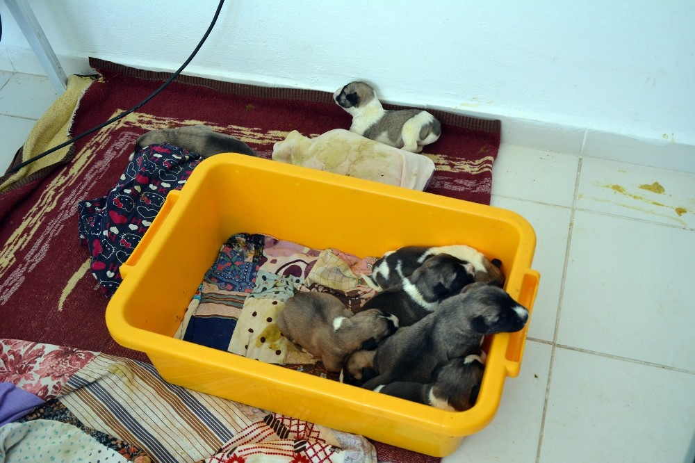 Annesiz kalan 10 yavru köpeğe bakıyor
