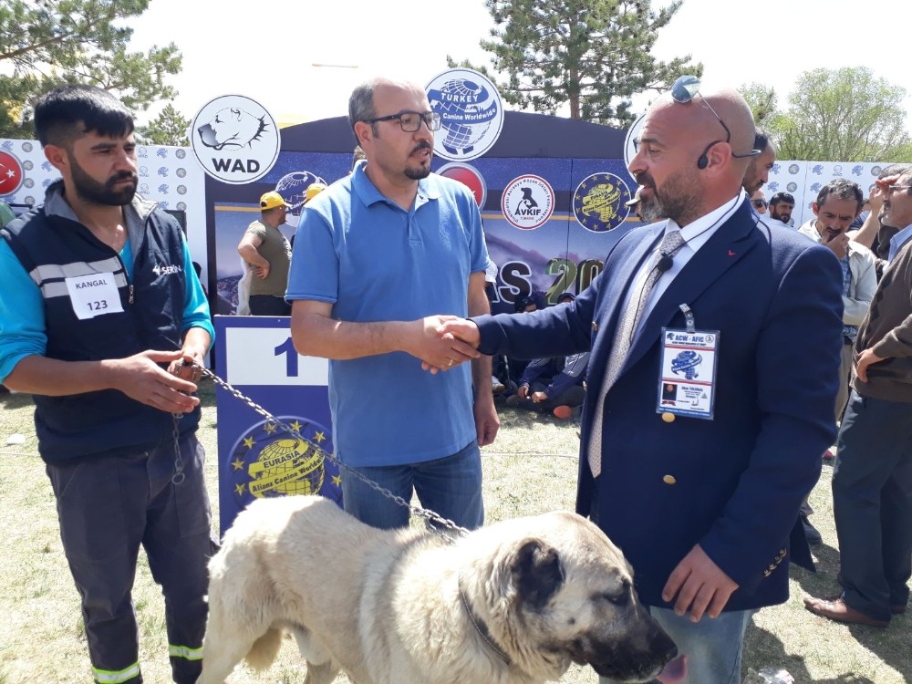 Türk çoban köpekleri ırk standartları yarışması
