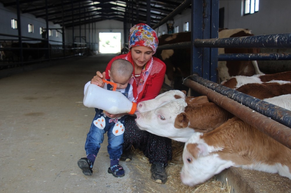 Devletten aldığı destekle süt çiftliği kuran 6 çocuk annesinin başarı hikayesi

