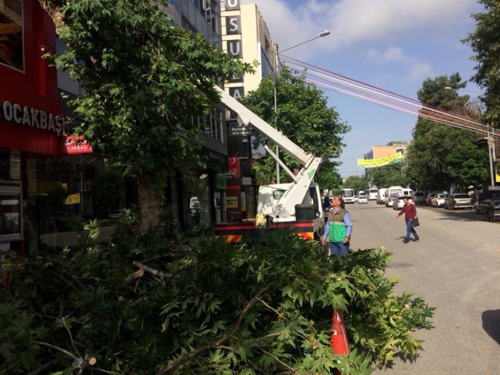 Belediye ekipleri ağaçların bakımını yapıyor
