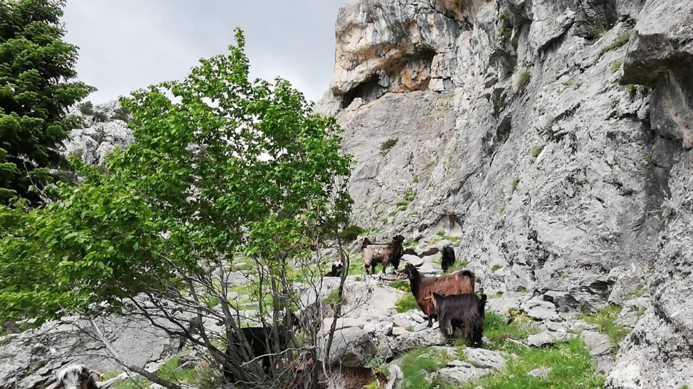 Dağda mahsur kalan keçileri kurtarmak için canlarını tehlikeye attılar
