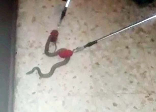 Apartmana giren yılan yakalandıktan sonra doğaya bırakıldı
