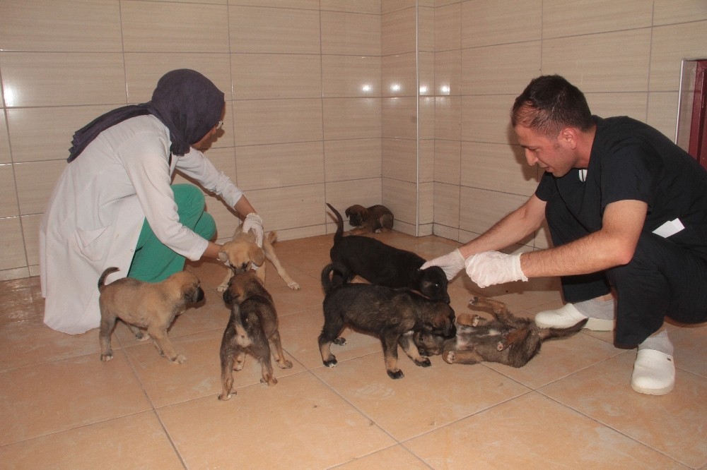 Bitkin halde bulunan 20 yavru köpek koruma altına alındı

