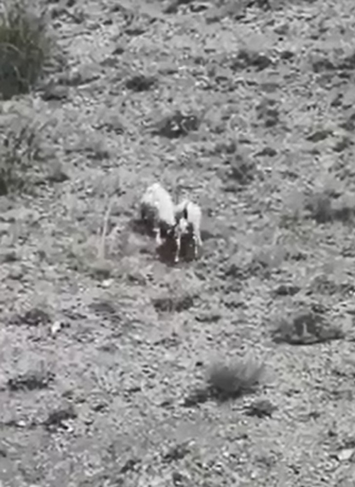 İki inatçı keçi bu sefer dağda karşılaştı
