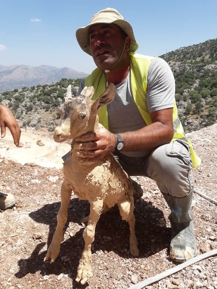 Yavru dağ keçisi mermer ocağının çamuruna saplandı

