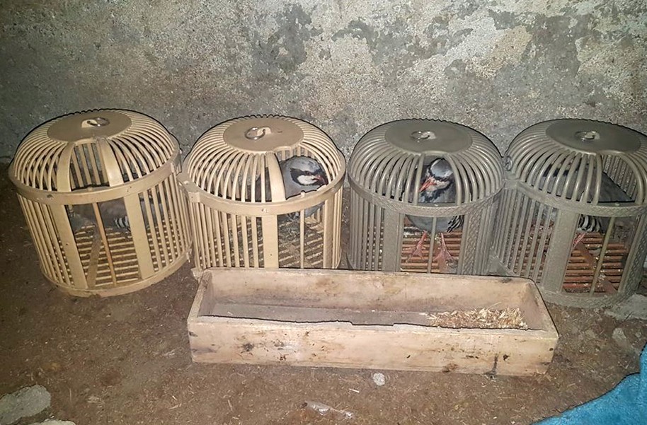 Kınalı keklikler kaçak avcılardan elinden kurtarıldı
