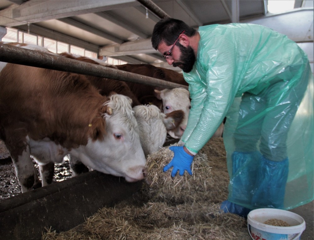 Kurduğu çiftlikte ithal ettiği hayvanlarla, yıllık 260 ton süt üretiyor
