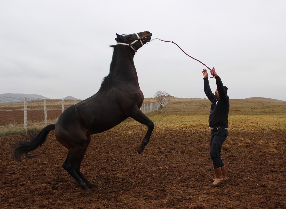 Şampiyon atlar Sivas’ta yetiştiriliyor
