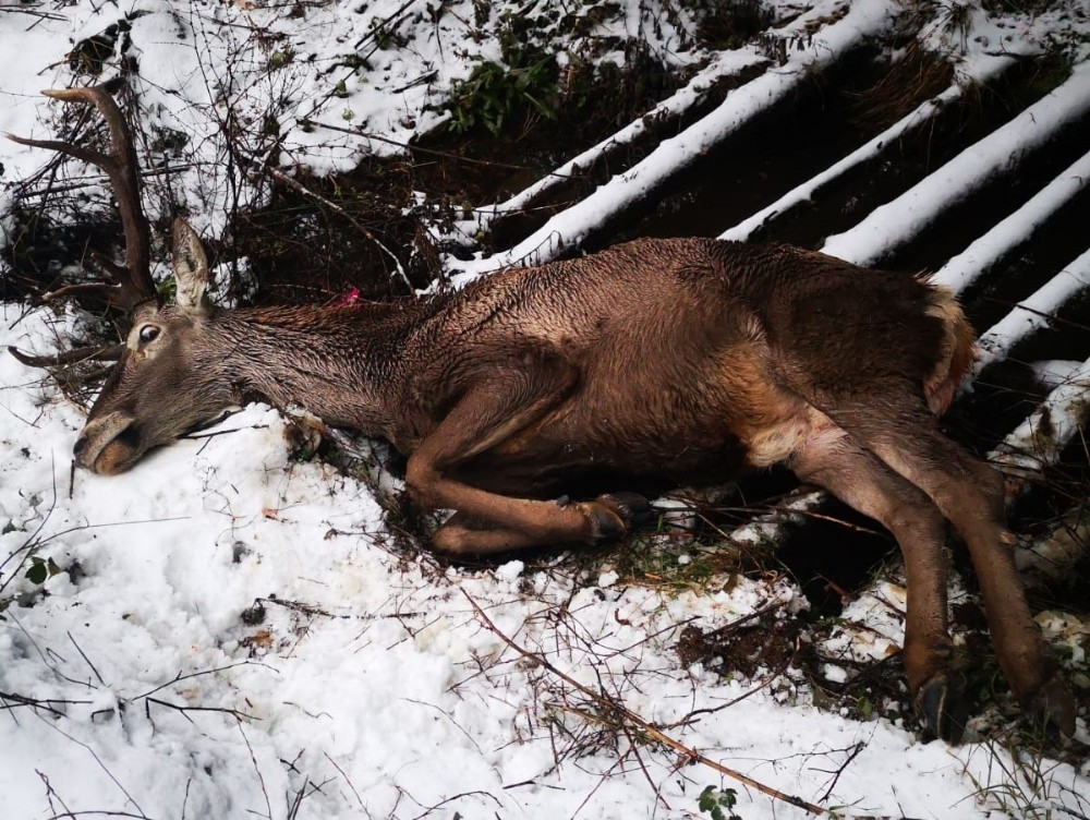 Kurtlardan kaçarken çukura düşen geyik kurtarıldı
