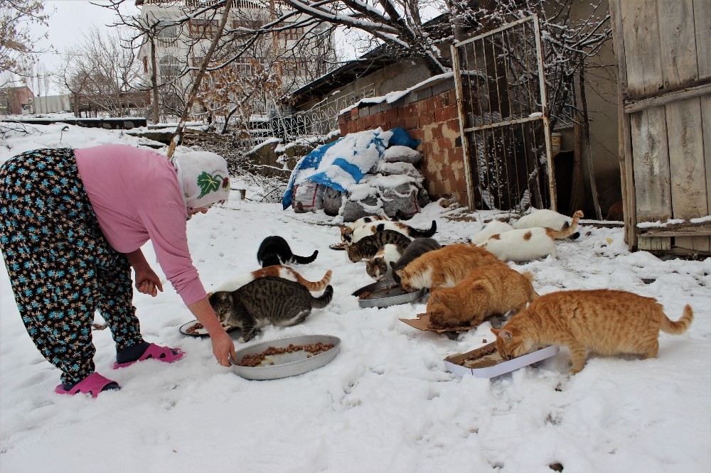 Nuriye Teyze kış nedeniyle 58 kediye evinde bakıyor
