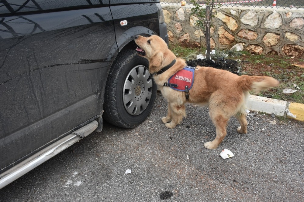 Dedektör köpek ‘Badem’ didik didik arıyor
