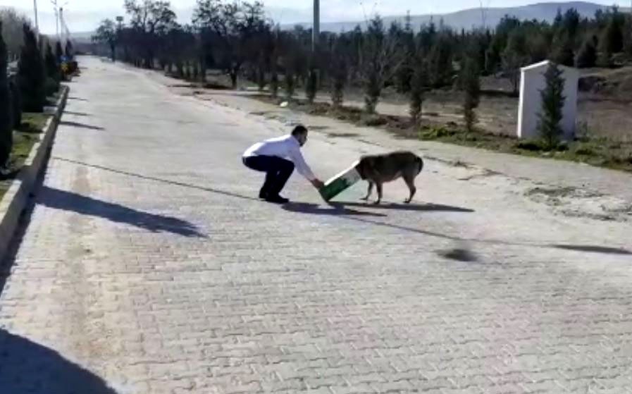 Başına karton kutu sıkışan köpeği, duyarlı vatandaş kurtardı
