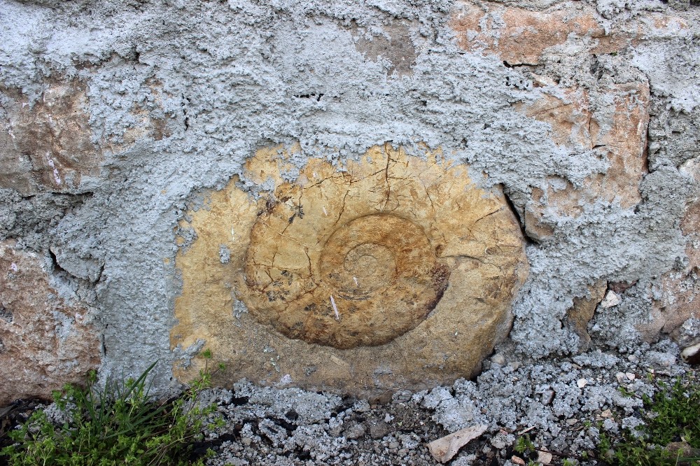 Salyangoz sanılan fosilin 200 milyon yıllık Ammonit olduğu ortaya çıktı
