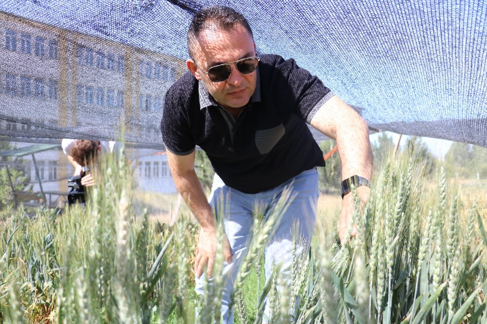 Küresel ısınma buğdayı vurdu, Türk bilim adamları da çaresini buldu
