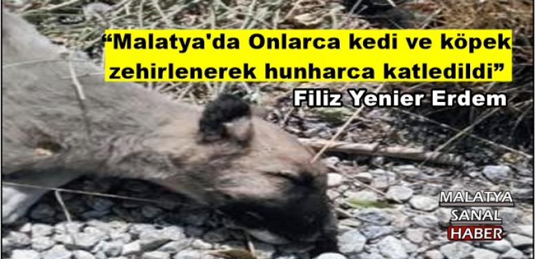 “Malatya'da Onlarca kedi ve köpek  zehirlenerek hunharca katledildi” 