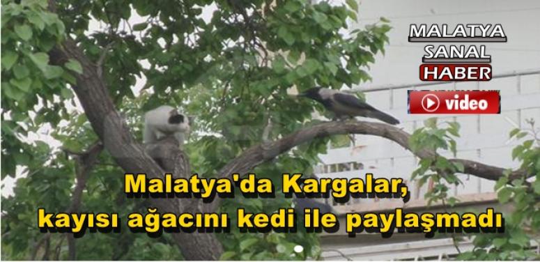 Malatya'da Kargalar, kayısı ağacını kedi ile paylaşmadı