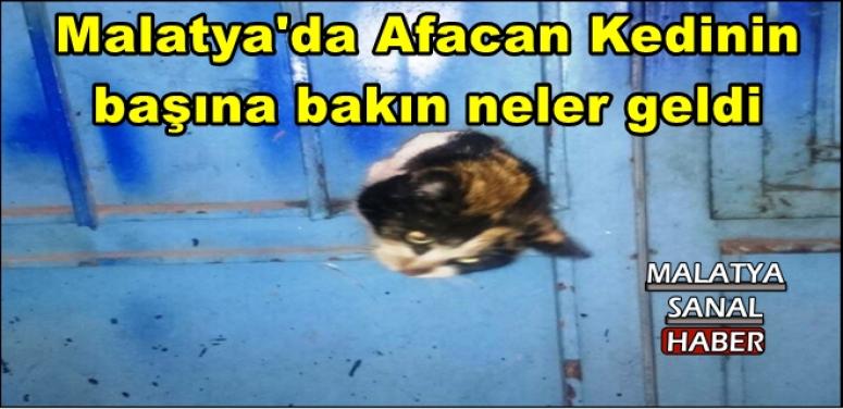 Malatya'da Afacan Kedinin başına bakın neler geldi