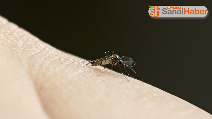 ABD'de sivrisinekler ölümcül virüs taşıyor
