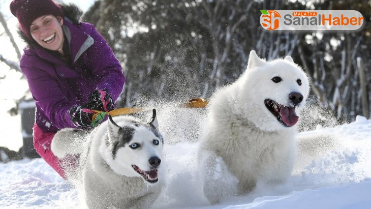 Avustralya'da 29. köpek kızak yarışları