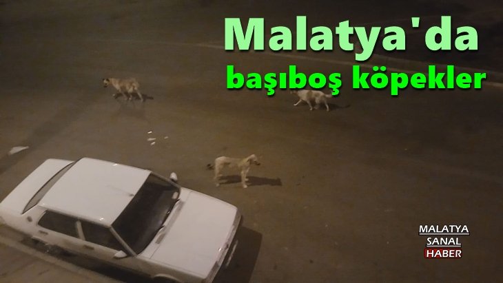 Malatya'da başıboş köpekler