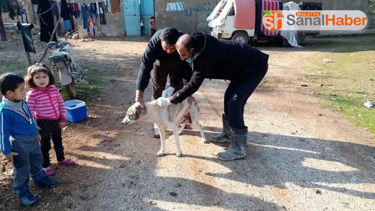 Çobanbey'de kedi ve köpeklere kuduz aşısı yapılıyor
