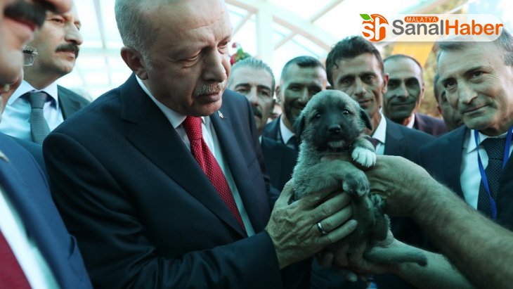 Cumhurbaşkanı Erdoğan'a Kangal yavrusu hediye edildi
