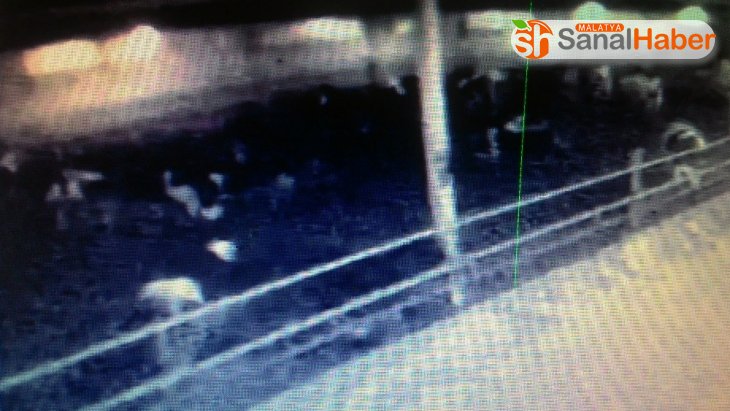 Malatya'da deprem anında hayvanların panik anı kamerada