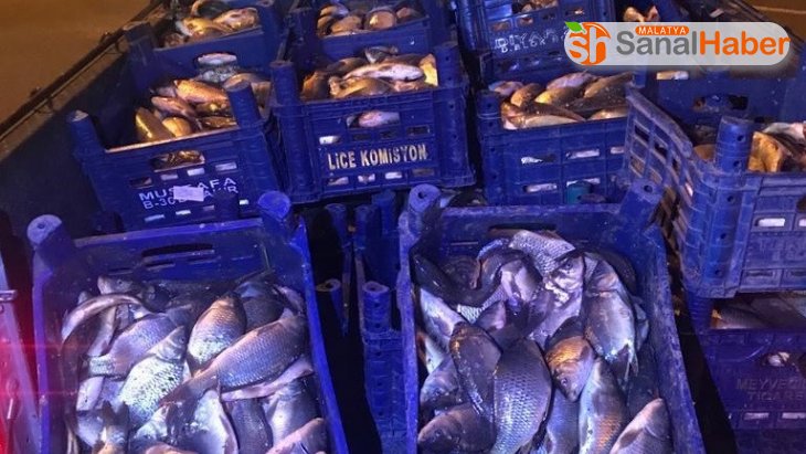 Elazığ'da 600 kilo kaçak balık avına 10 bin TL ceza