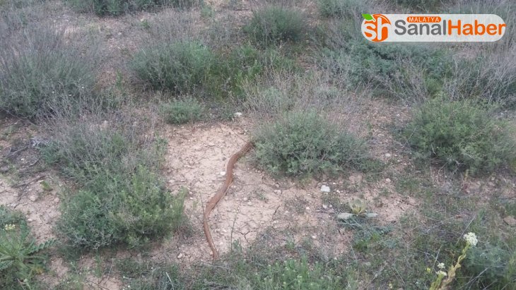 Eve giren 1,5 metrelik boz yılanı elleriyle yakalayıp doğaya saldılar