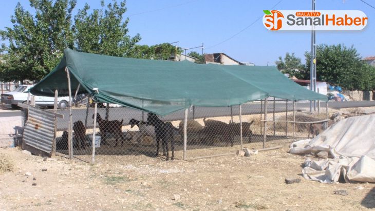 Hayvanlar güneşten tente ile korunuyor
