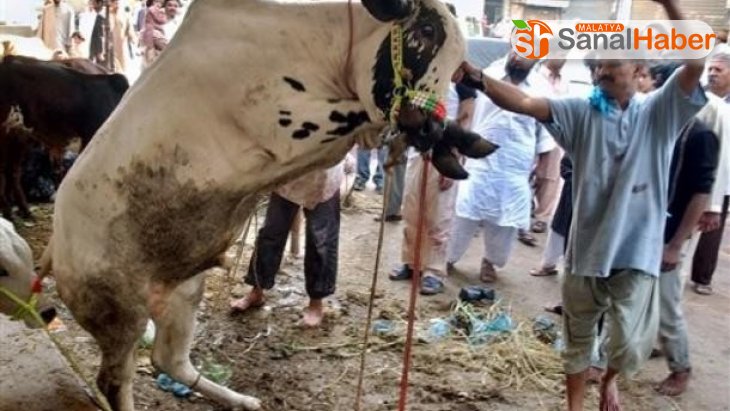 Hindistan'da ineğin dışkısından sabun, idrarından kozmetik ürün yapılacak