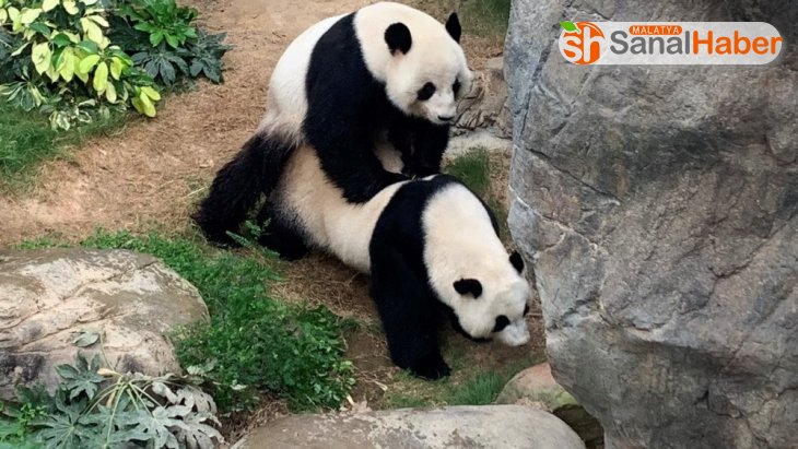 Hong Kong'da korona virüs nedeniyle kapanan hayvanat bahçesindeki pandalar 10 yıl sonra çiftleşti