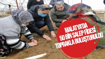 Malatya’da 50 bin salep fidesi toprakla buluşturuldu