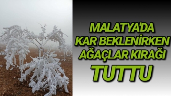 Malatya'da kar beklenirken ağaçlar kırağı tuttu