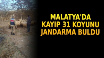 Malatya'da Kayıp 31 koyunu jandarma buldu