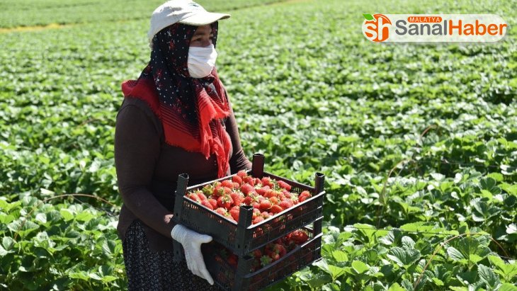 Kahramanmaraş'ta devlet destekli üretilen çilekte hasat başladı