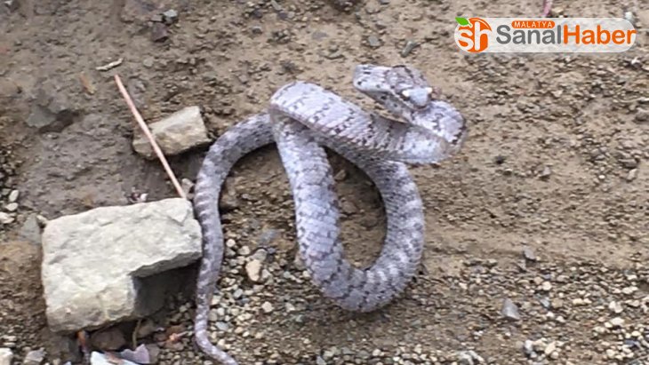 Kahramanmaraş'ta ilk kez kedi gözlü yılan görüntülendi
